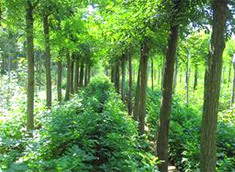 苗木种植基地建设与运营指南