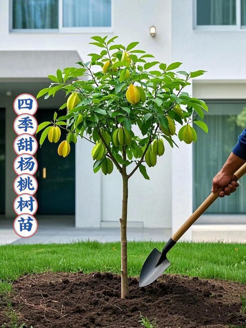 优质杨桃树苗供应与果树种植指南
