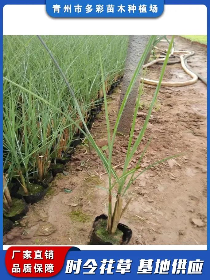 吉安细叶芒匠心培育，多彩苗木种植场助力园林绿化