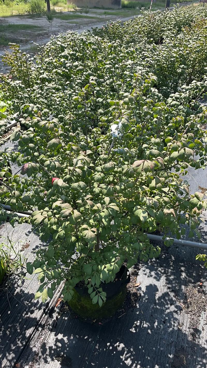 苗木种植基地现场实拍 园林绿化工程苗木人的日常与坚守
