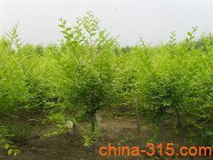 通讯产品之外的选择？淄博文昌湖绿野苗木金叶榆性价比之选与购买指南