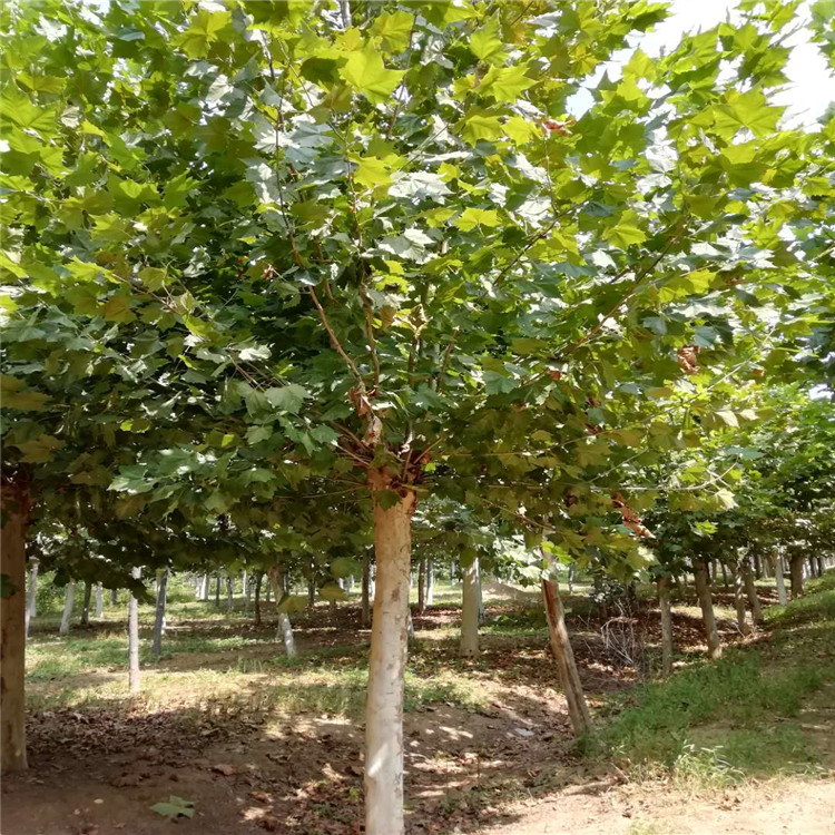 法桐基地探秘 28公分与9公分法桐价格及苗木种植全解析