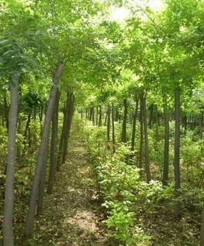 白蜡、国槐、速生柳 山东苗木种植与销售的专业选择
