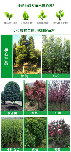 成都紫玉兰批发 庭院观赏与绿化工程的优质乔木苗木选择