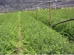 沈阳佳森苗木种植 一至十年红豆杉（紫杉）及其他树木供应产品全览